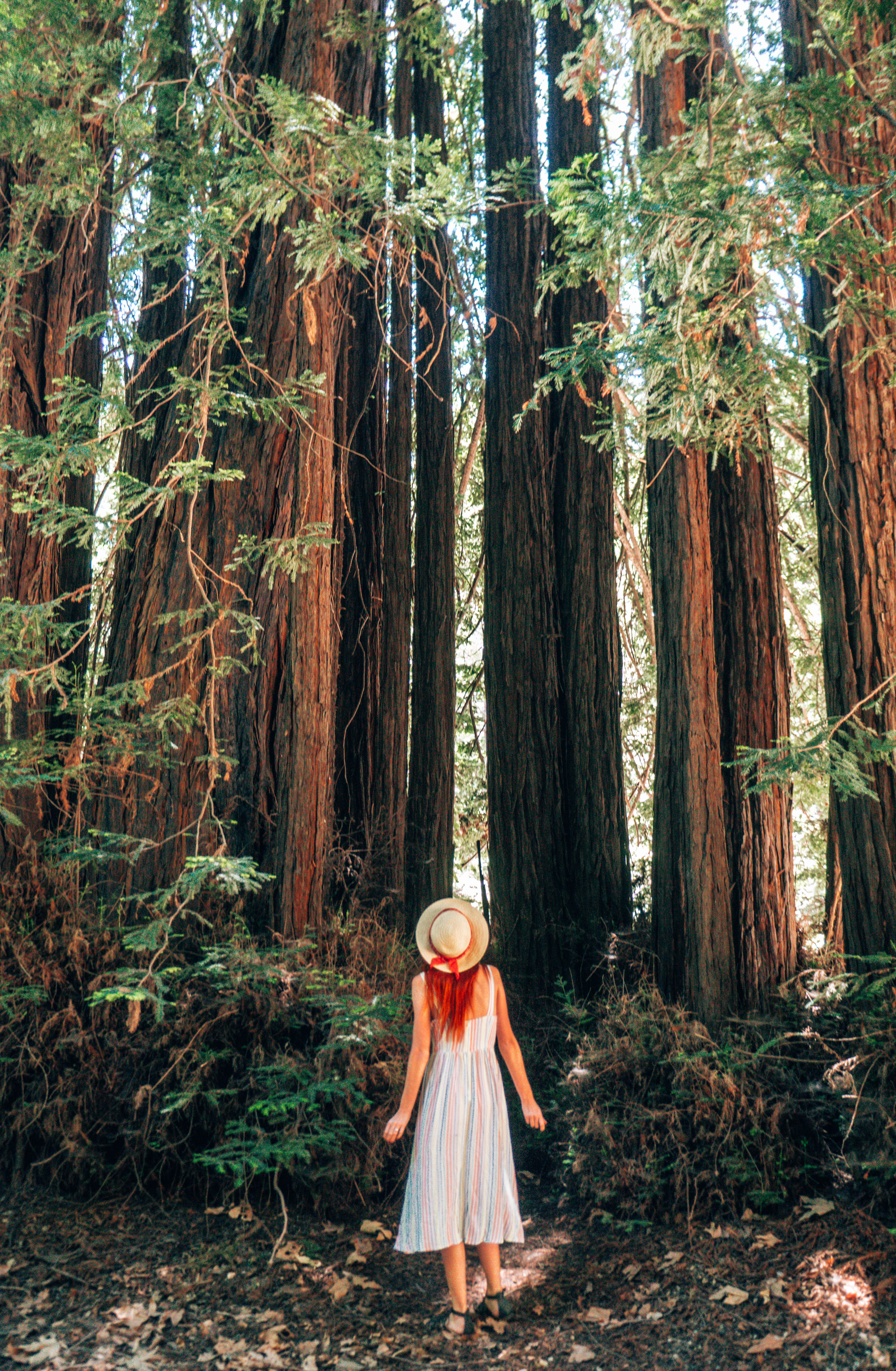 Big Sur Itinerary- Redwood Trees