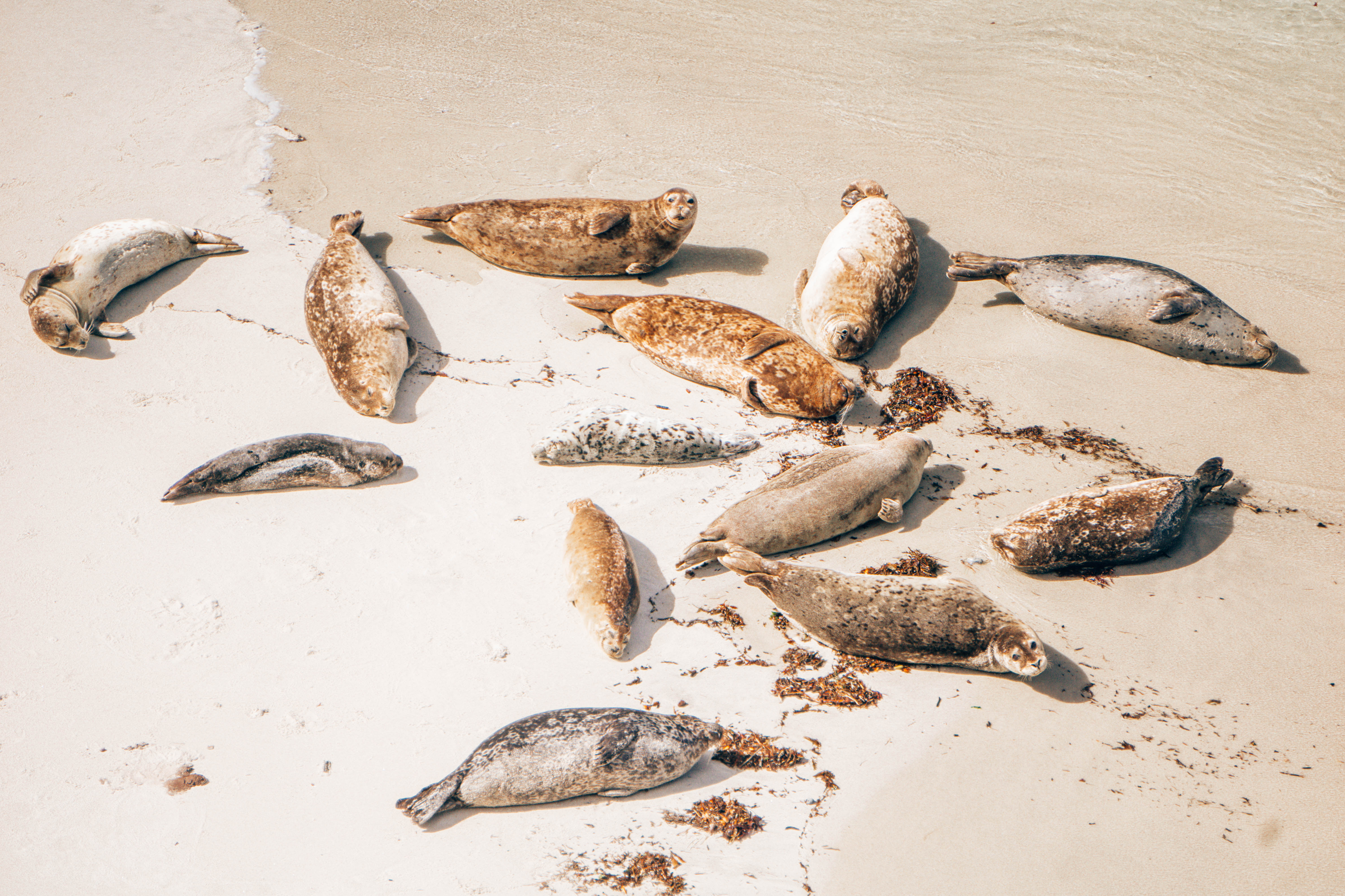 Seals in Big Sur