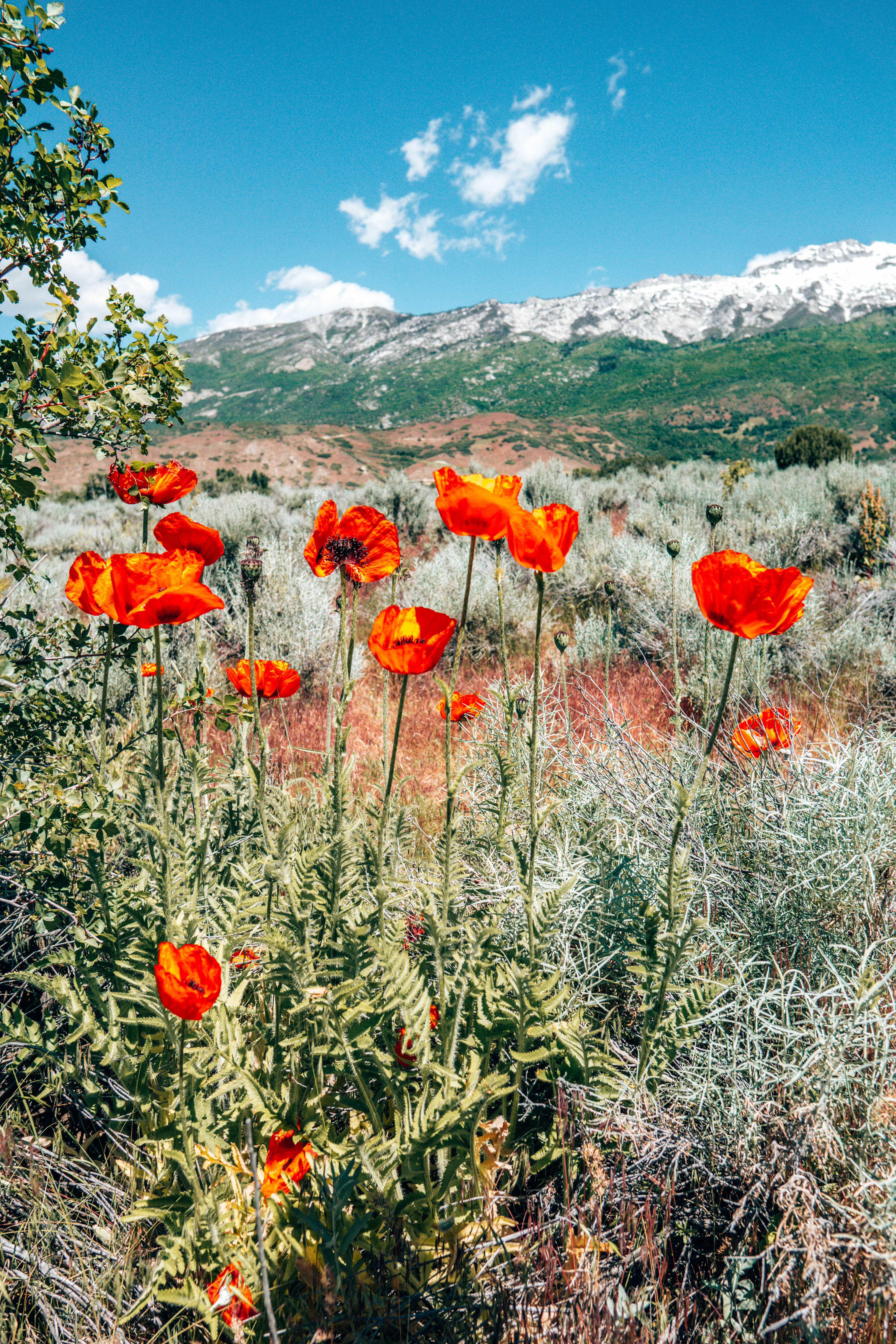 Poppy Patch  Mantua Utah 