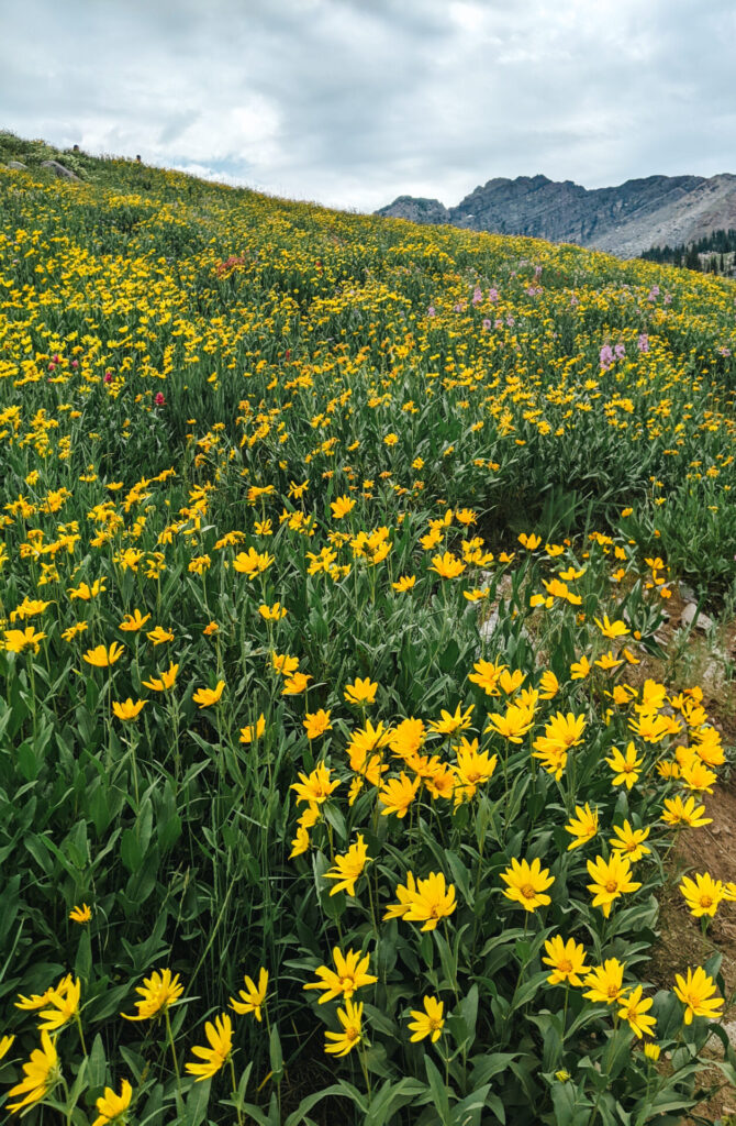 Albion Basin flower fields