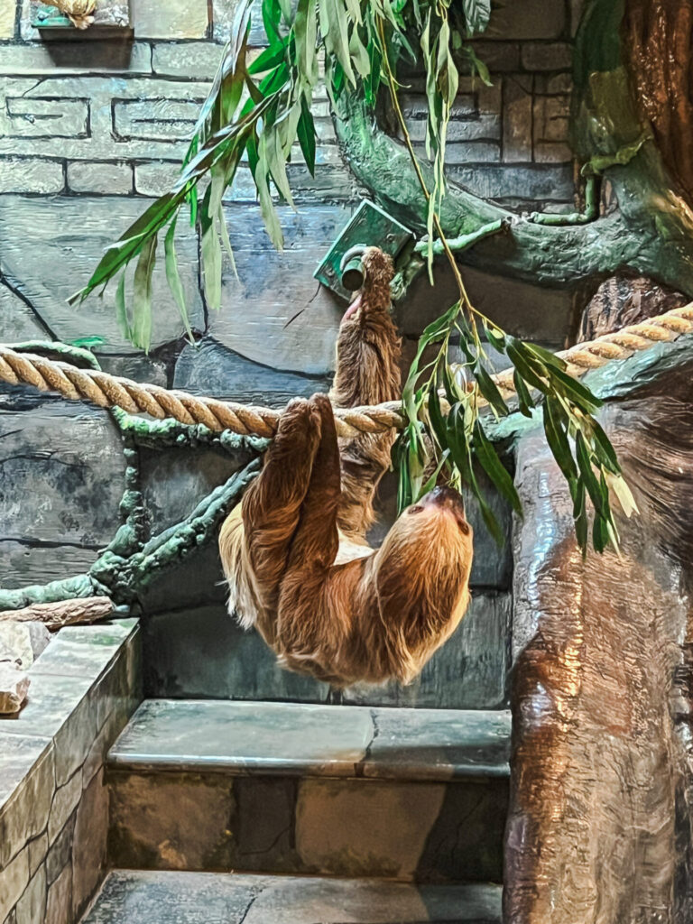 Sloth at ZooMontana