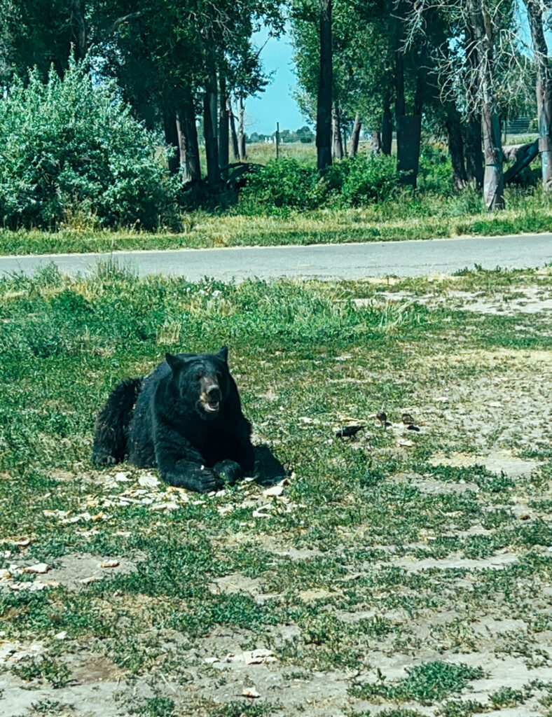 Bear at Bear World