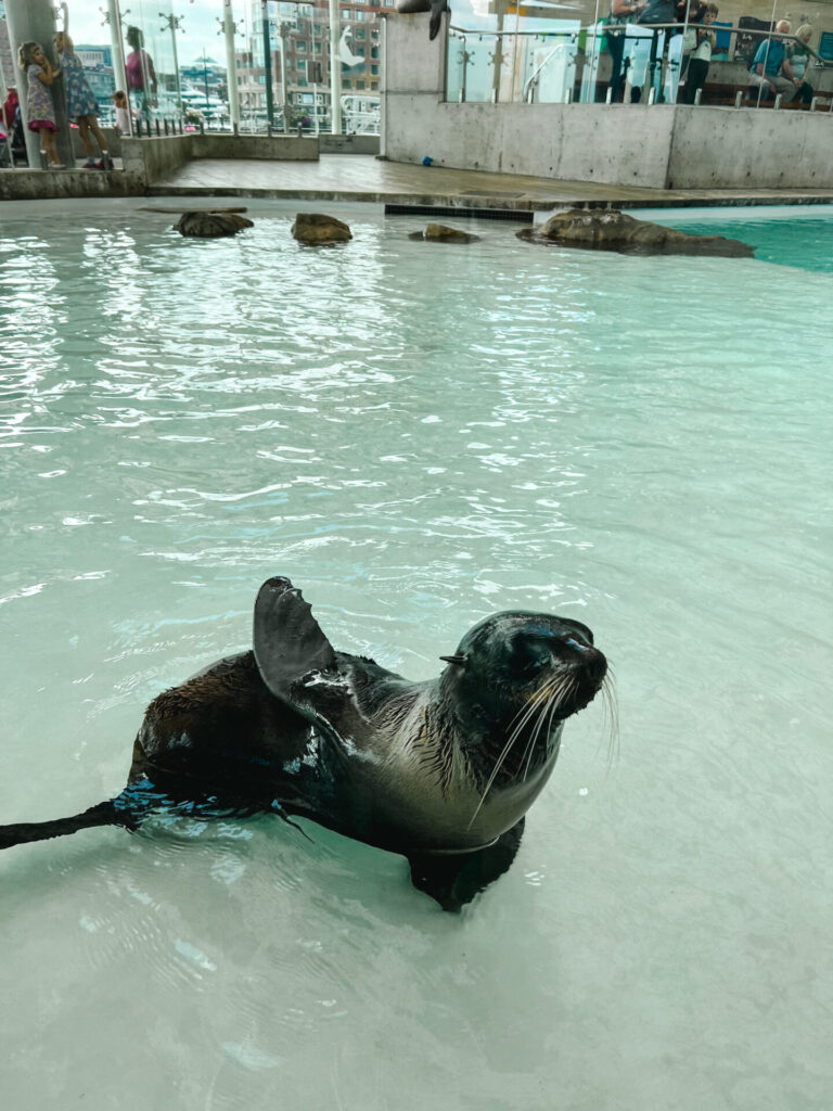 Seal at New England Aquarium