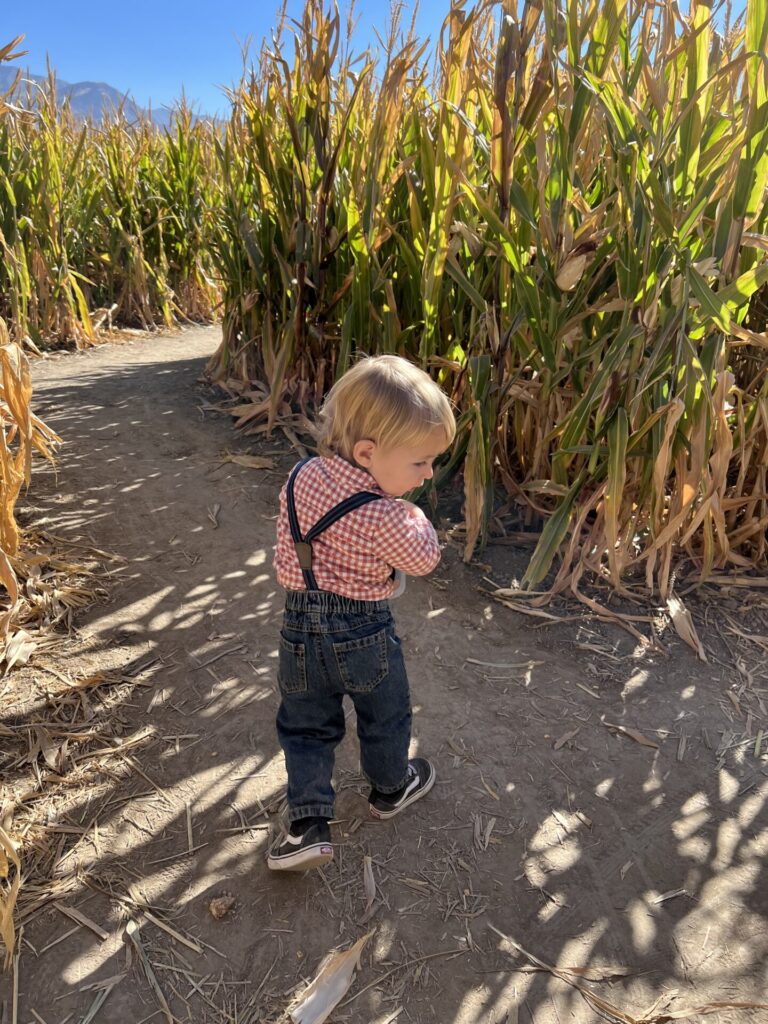 Toddler walking in a corn maze