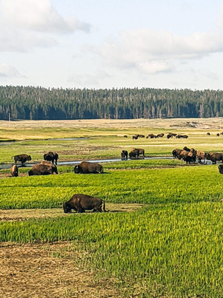 Bison at Yellowstone National Park 